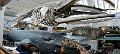 Whale Skeleton 3